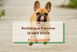Bouledogue francese la vera storia