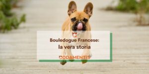 Bouledogue francese la vera storia