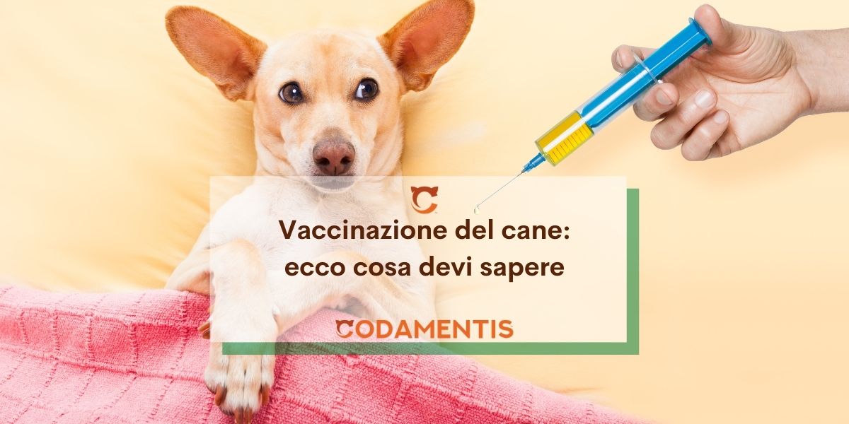 Vaccinazione del cane: ecco cosa devi sapere