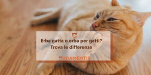 erba gatta o erba per gatti scopri le differenze