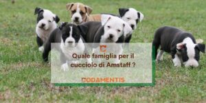 quale famiglia è adatta al cuccioli di amstaff