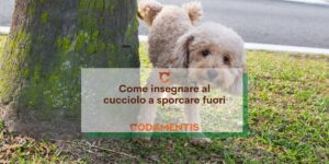 Come insegnare al cane a sporcare fuori