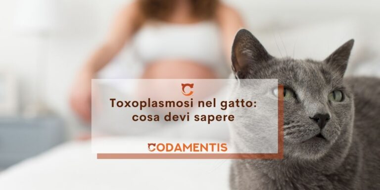 Toxoplasmosi del gatto