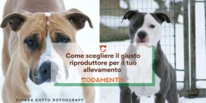 come scegliere il riproduttore per il tuo allevamento
