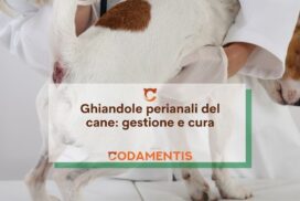 ghiandole perianali del cane gestione e cura