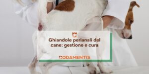 Ghiandole Perianali del cane: gestione e cura