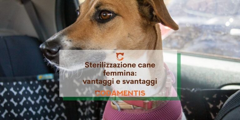 sterilizzazione cane femmina