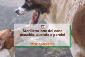sterilizzazione del cane maschio quando e perché