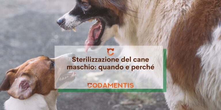 sterilizzazione del cane maschio quando e perché