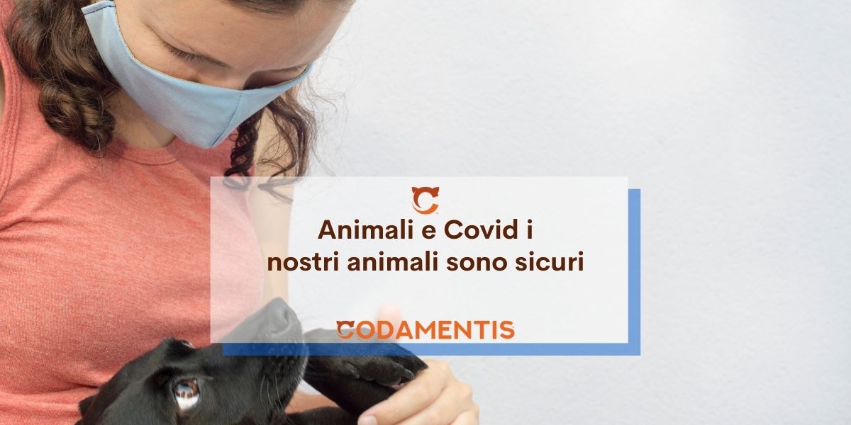 Cani, Covid-19 e contagio: i nostri animali sono sicuri?