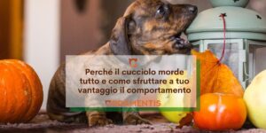 perché il cucciolo morde tutto e come sfruttare a tuo vantaggio il comportamento