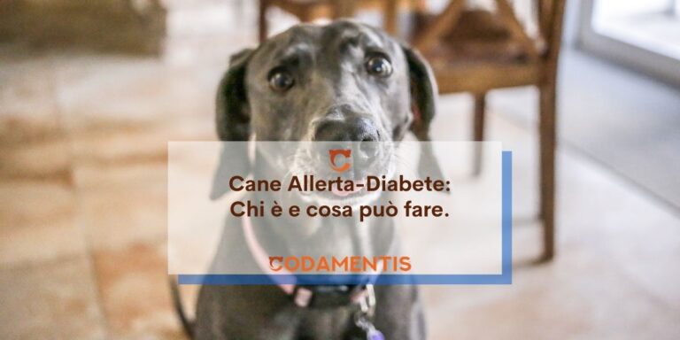 cane allerta diabete codamentis
