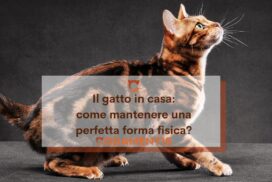 gatto in casa in forma fisica