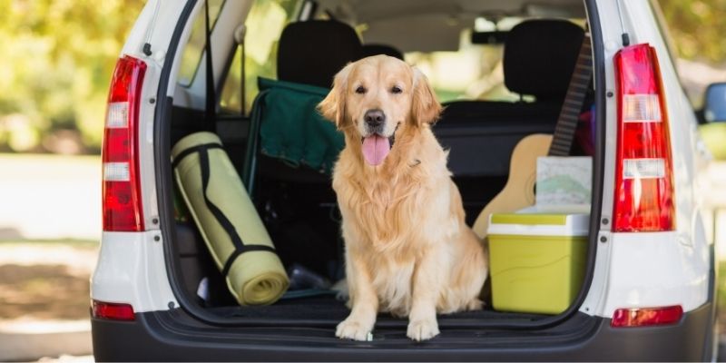 viaggiare con cane in auto