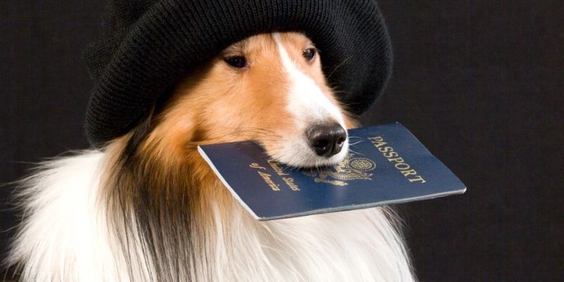 documenti per viaggiare con il cane