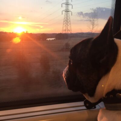 viaggiare in treno con il cane