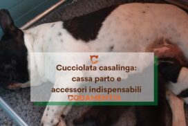 cucciolata casalinga cassa parto cane
