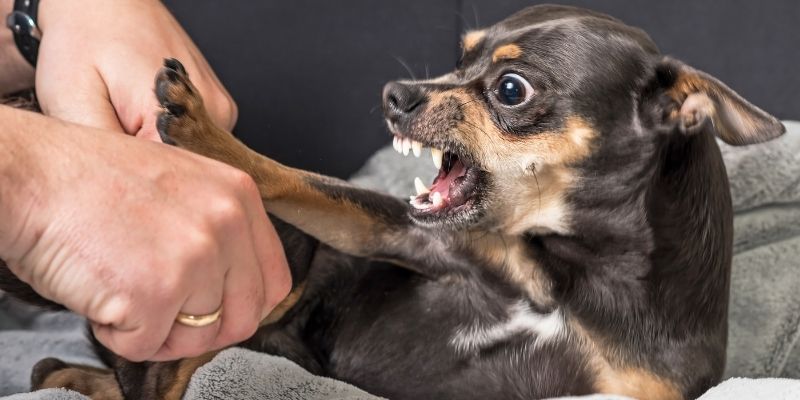 cane aggressivo con persone
