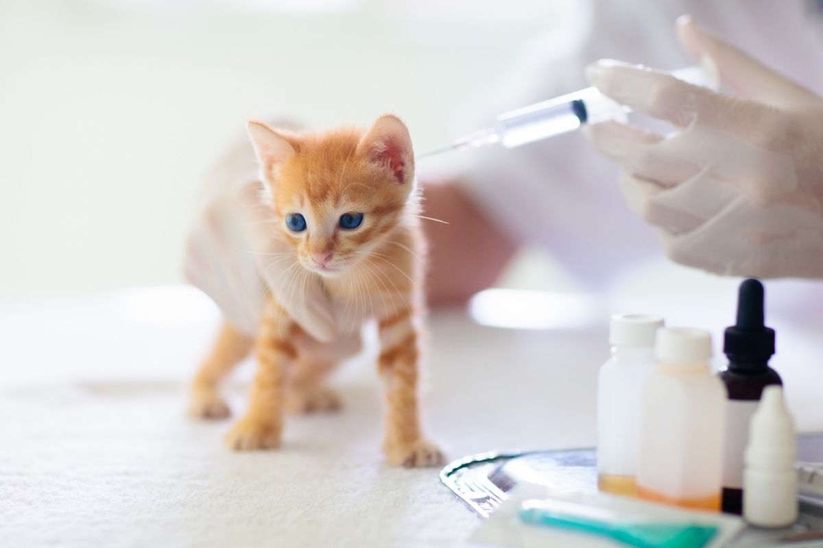 vaccino gattino