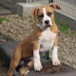 allevamento cani amstaff vampires chiara dutto