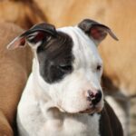 allevamento cani amstaff vampires chiara dutto