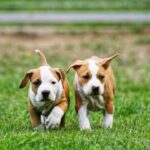 allevamento cani amstaff vampires chiara dutto