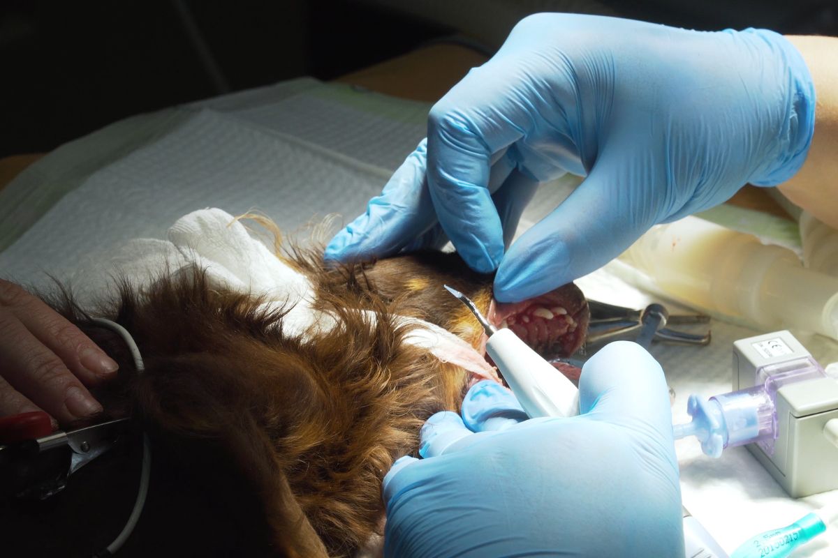 detartrasi nel cane in anestesia generale