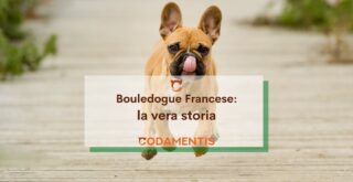 Bouledogue francese la vera storia