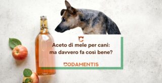 Aceto di mele per cani