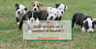 quale famiglia è adatta al cuccioli di amstaff