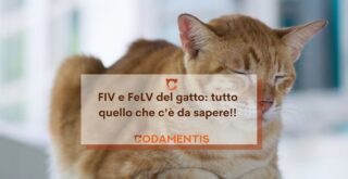 FIV e FeLV del gatto tutto quello che devi sapere