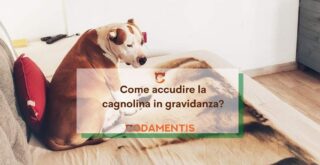 gravidanza cane