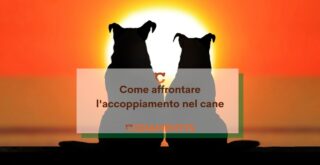 come affrontare l'accoppiamento nel cane