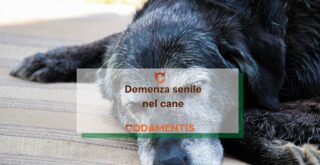demenza senile invecchiamento cane